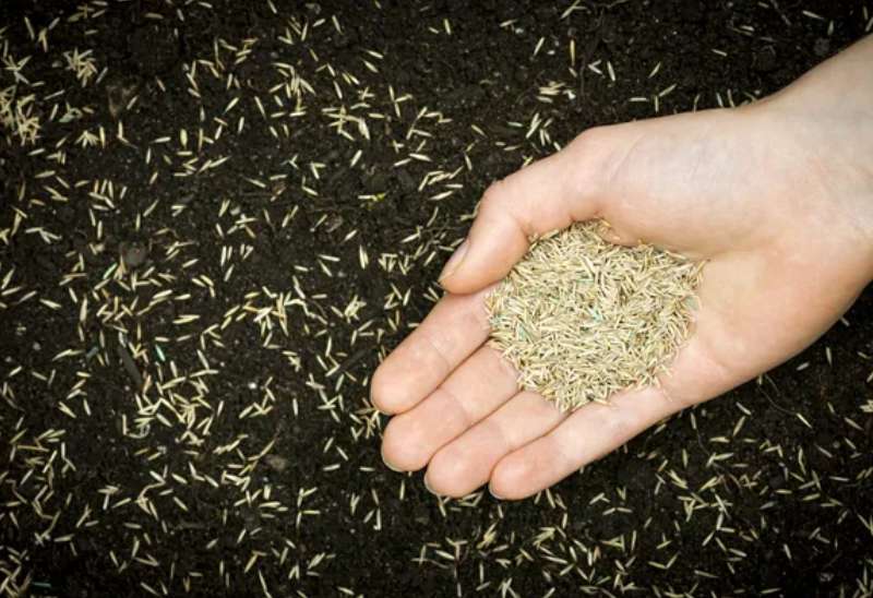 travno seme za lepo zelenico